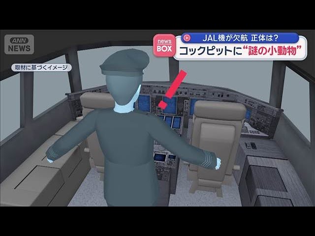 JAL Flight Canceled: What Was It? "Mysterious Small Animal" in the Cockpit [Super J Channel] (Oct...