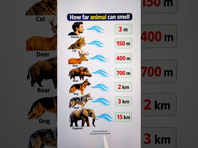 How far animals can smell 🐗 #animals #shorts #learning