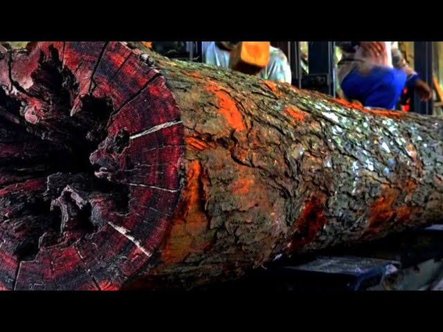 Sawing a Giant Mahogany Log Believed to Be Inhabited by Evil Spirits