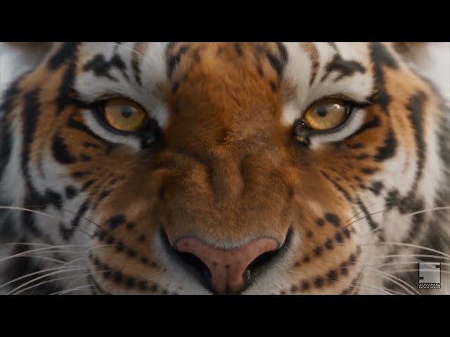 Man to Tiger Transformation  Hyper Real AI VFX Short. #imagineart  #youtube