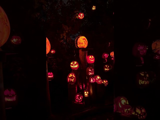 Must see #halloween #halloween2025 #jackolantern #pumpkin #pumpkins #pumpkinseason