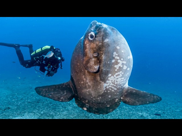 How to recreate a Pacific island in a giant aquarium?