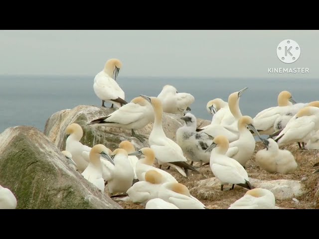 Burung gannet berburu ikan di lautan@jabarudin286