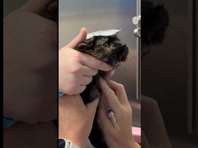 Why We Give Cats Brain Freeze #goodtoknow #vet #medicine #educational #survival #lifehack #cat #hack
