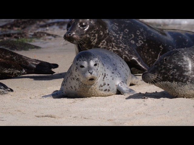 Baby Seals Being Cute for 10 hours