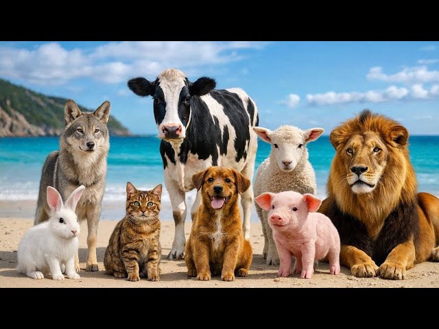 Learn Animals sounds for kids Real animal ZOO  animals