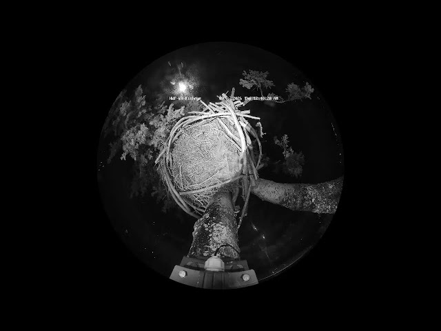 HWF-WR-Wide Live Stream
