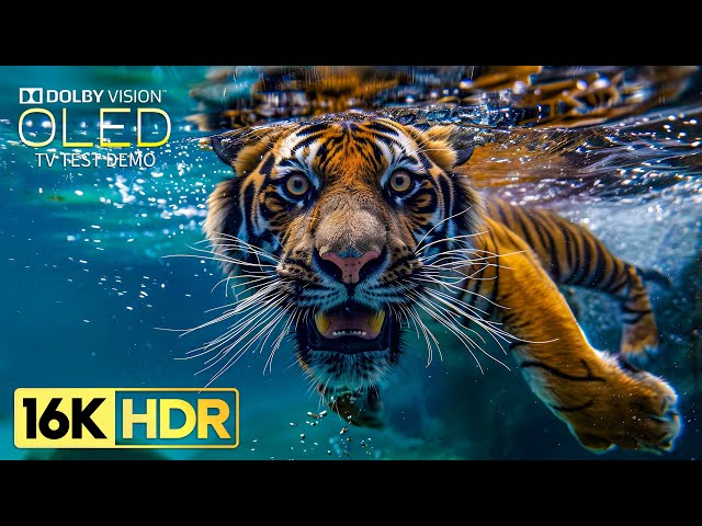 Most Powerful Dolby Vision HDR 16K 120 FPS (8K/4K Video TV)