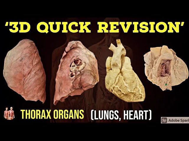 3D Thorax Organs - Quick Revision🔥 | Lungs | Heart | Anatomy Decoded | Anatomy Lectures