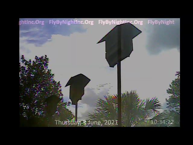 FBN Live BatCam