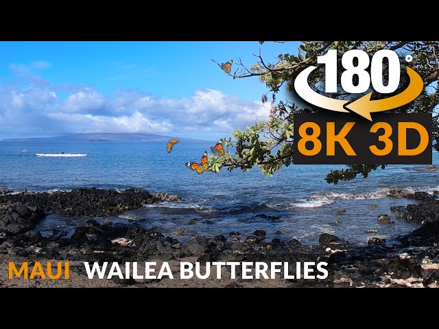 You Won't Believe This Butterfly Tree in Maui! (VR 180 3D)