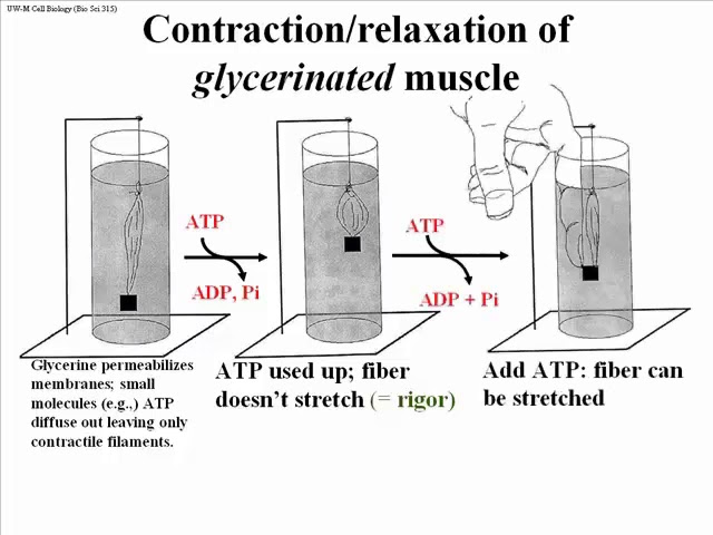 331 The Contraction Paradox
