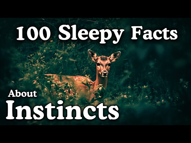 The Most Relaxing Facts About Instincts to Fall Asleep To — No Adverts