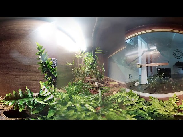 Feeding snake VR 3D 360