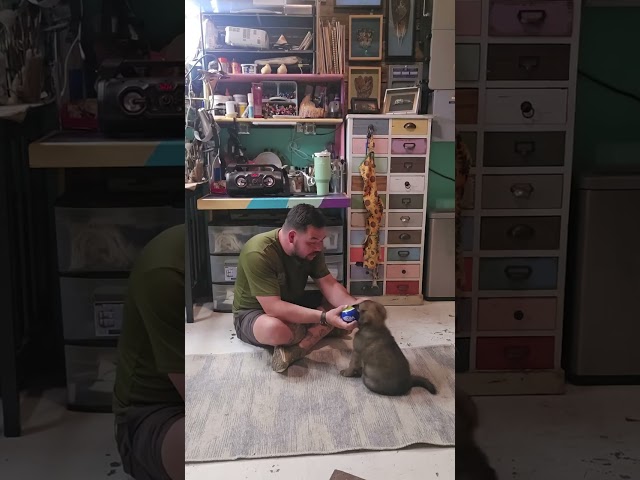 Puppy Training Tips and Tricks Part 2