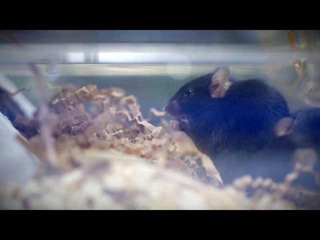Harnessing the immune system to treat disease