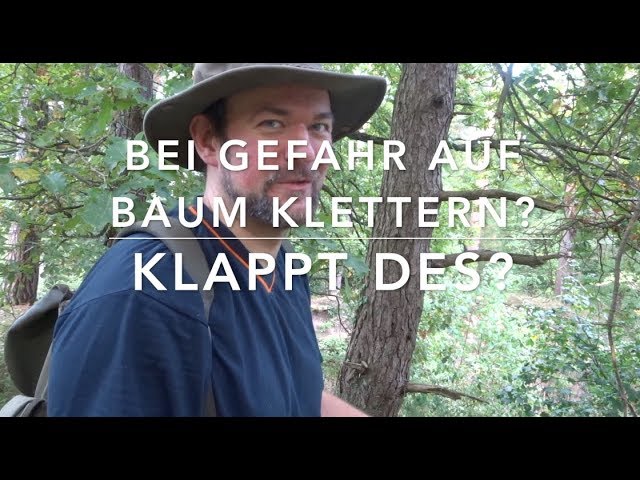 Climb a tree when in danger?