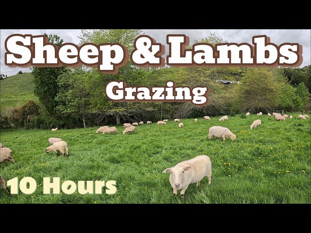 Calming Sheep and Lambs Grazing in New Zealand - 10 Hours of Relaxing Nature Sounds