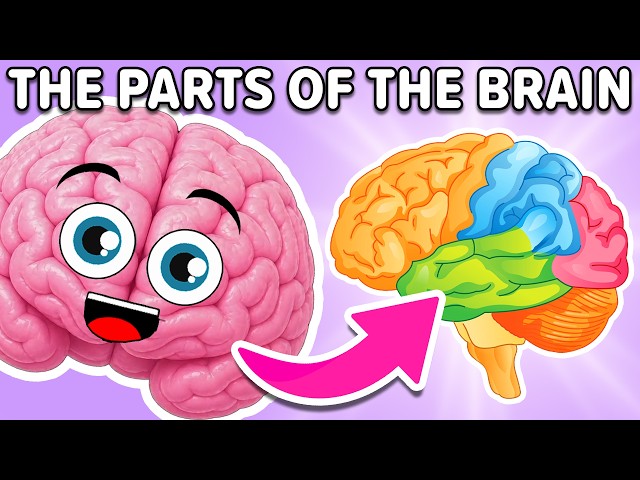 The Parts of the Brain! | KLT Anatomy