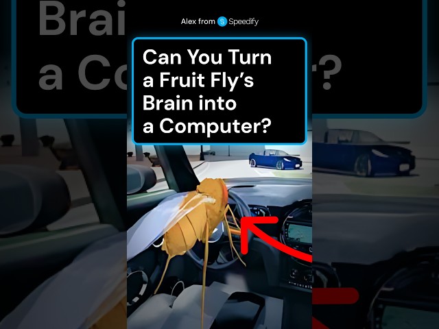 Did Google Really Turn a Fruit Fly’s Brain into a Computer?