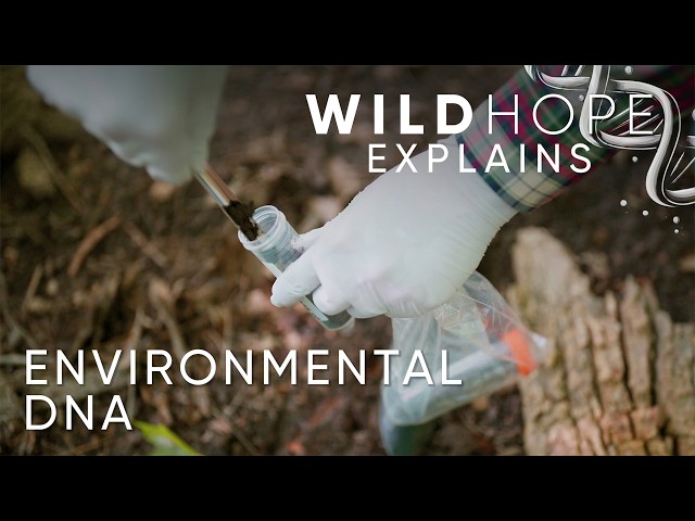 Is “Environmental DNA” the Future of Conservation? | Wild Hope Explains