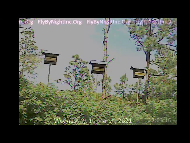 FBN Live BatCam