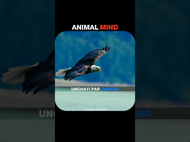 Animal Mindset. #shorts #viral