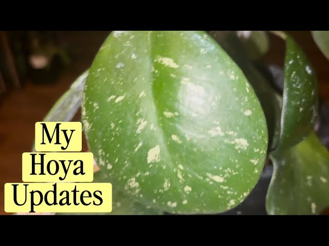  Hoya Growth Updates And New Hoyas