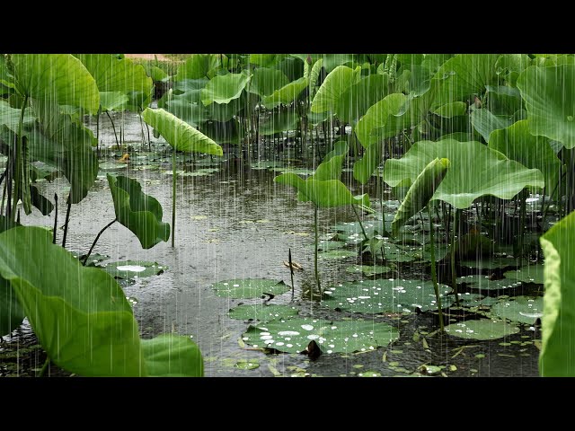 [Real Rain Sounds] Cool Water and Rain Sounds for Sleep | Rain Sounds for Quick Sleep. Insomnia ASMR