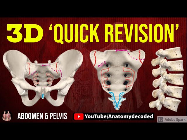 3D Abdomen & Pelvis Osteology | Lumbar vertebrae | Sacrum | Bony Pelvis | Anatomy Decoded