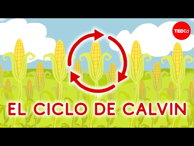 La fábrica más pequeña de la naturaleza: el ciclo de Calvin - Cathy Symington