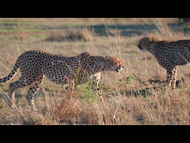 Two cheetah boys left from the original group of five in the Masai Mara. Looking for food. HDR 4K.