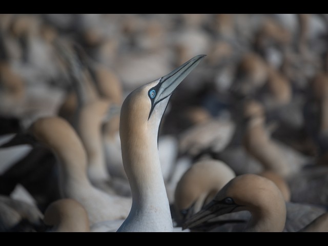 The Noisy Chaos of Cape Gannets | Lamberts Bay Breeding Colony