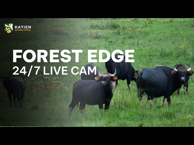 🔴 [LIVE] PATROL CAM007: Forest-Grassland edge | 24/7 cam in Vietnam #live