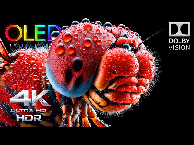 The Only 4K OLED Test You Need for Bright Color | 4K HDR 60FPS Dolby Vision Demo (4K Video TV)