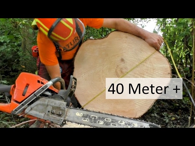 🌲The tallest tree on the farm – and then the bark beetle strikes! #wildaboutforest