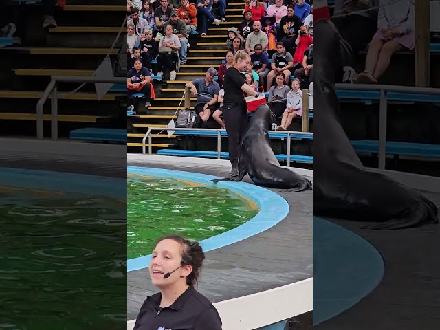 Sea Lion show at Hershey Park 