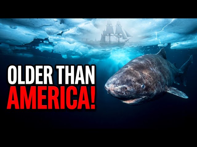 The 500-Year-Old Shark That Outlived Shakespeare