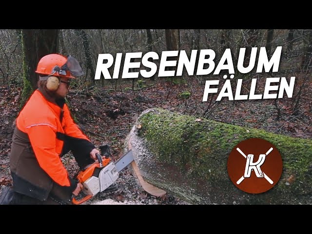 Der Baum musste einfach aus dem Weg!