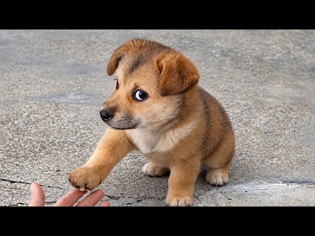 These Adorable Puppies Caught Being Absolutely Ridiculous 🤣 Funny Dog Videos