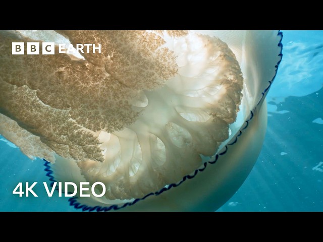 Mysterious Creatures Of The North Atlantic Ocean | 4K UHD | BBC Earth