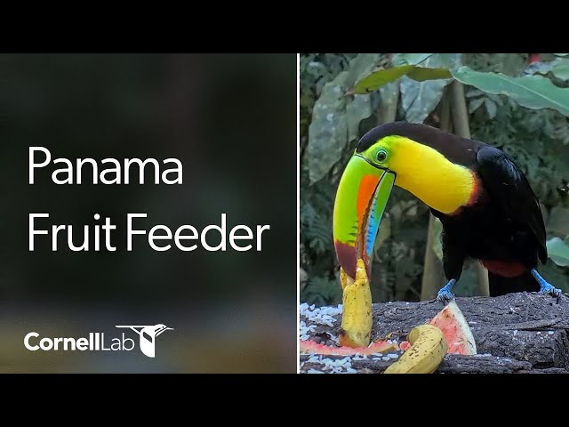 Live Tropical Birds at the Panama Fruit Feeder Cam at Canopy Lodge | Cornell Lab