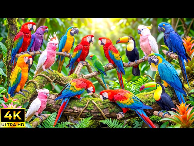 Peaceful Bird Sounds & Soft Piano in Nature 🌿 Study Music for Focus and Mental Clarity