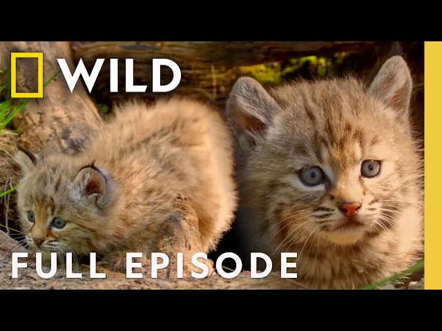 Baby Animal Survival (Full Episode) | America's National Parks Special | Nat Geo Animals