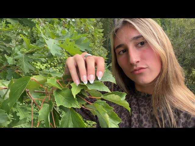lofi ASMR textures in the forest