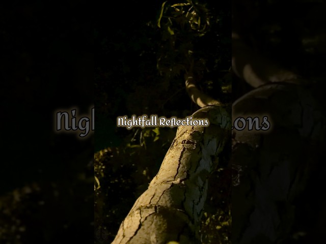 Reflect. You're Almost Done With The Week, So Buckle Down And Push Through! | Nightfall Reflections