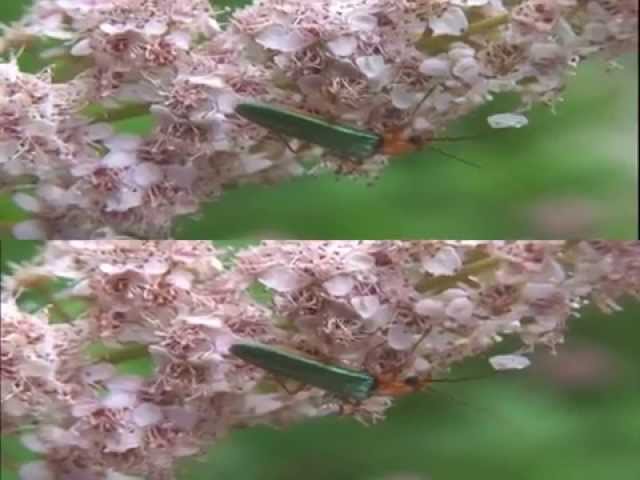 3d video song (3d 2 hd)