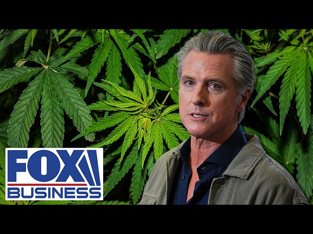 California's cracking down on illegal weed and Newsom 'DOESN'T CARE'