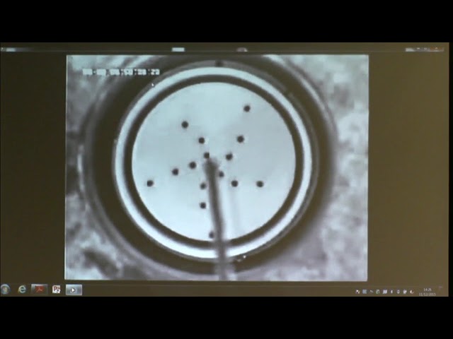 Prof. Christian Mazza | Self-organization and pattern formation in auxin flux