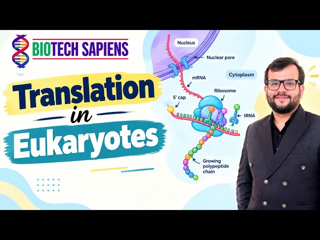 Translation in Eukaryotes -CSIR-NET COACHING IN CHANDIGARH